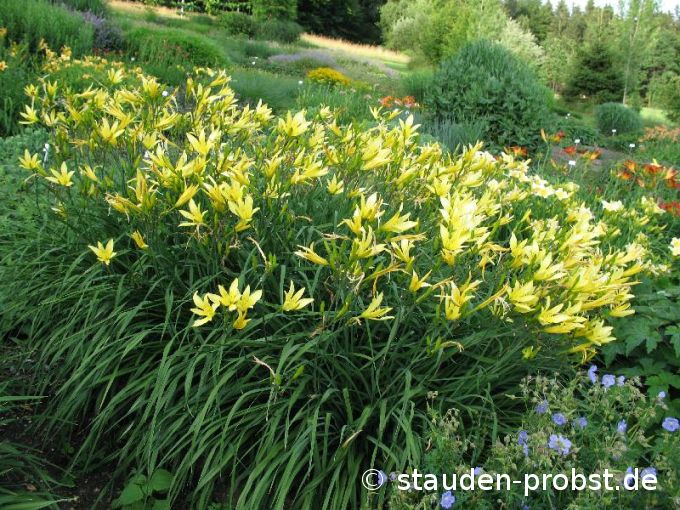 Hemerocallis citrina - Zitronen Taglilie