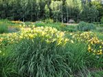 hemerocallis-citrina-baronii-2