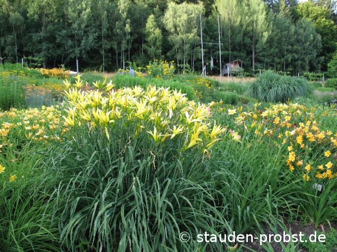 Hemerocallis citrina 'Baronii' - Zitronen Taglilie