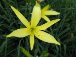 hemerocallis-citrina-baronii