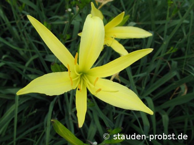 Hemerocallis citrina 'Baronii' - Zitronen Taglilie