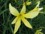 hemerocallis-citrina-1