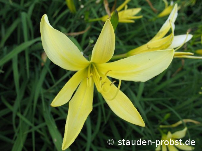 Hemerocallis citrina - Zitronen Taglilie