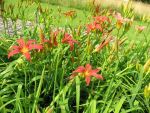 hemerocallis-crimson-pirate-2