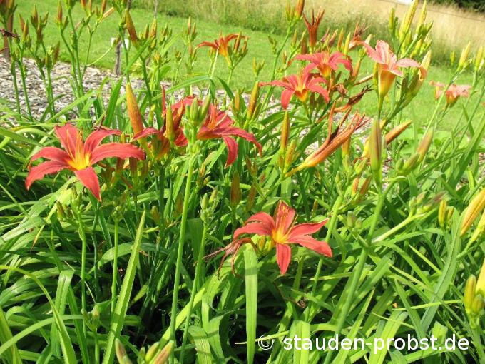 Hemerocallis 'Crimson Pirate' - Taglilie