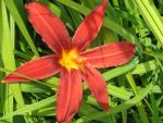 hemerocallis-crimson-pirate