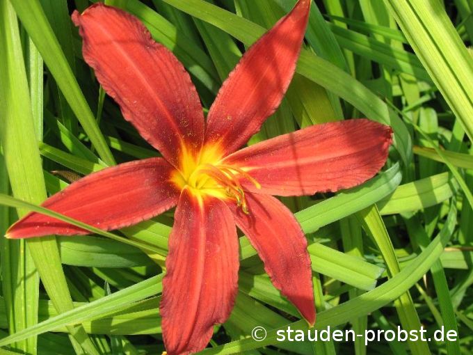 Hemerocallis 'Crimson Pirate' - Taglilie