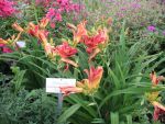 hemerocallis-double-firecracker-2