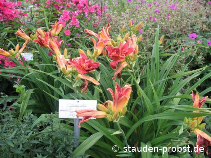 Hemerocallis 'Double Firecracker' - Taglilie
