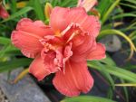 hemerocallis-double-firecracker