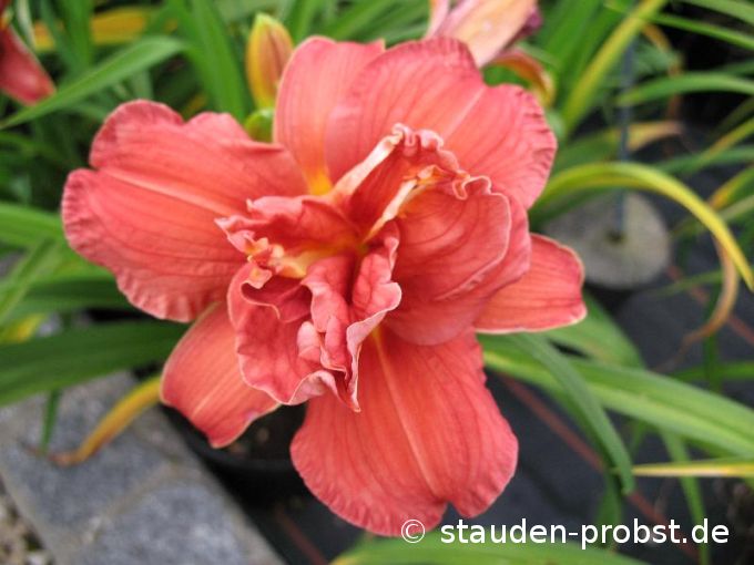 Hemerocallis 'Double Firecracker' - Taglilie
