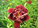 hemerocallis-double-red-royal