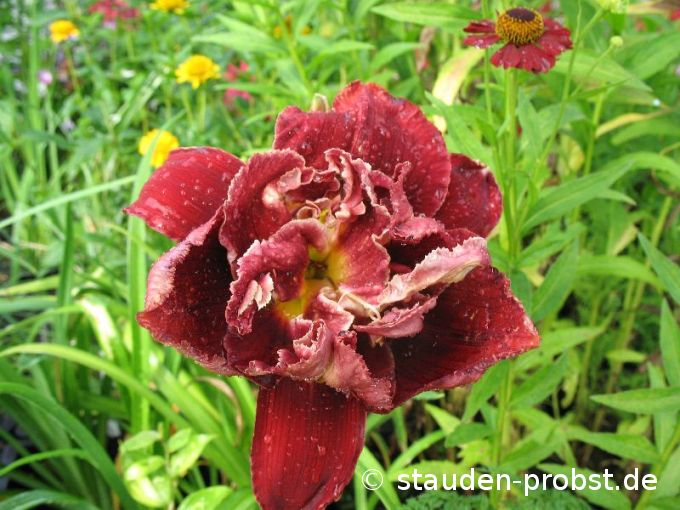 Hemerocallis 'Double Red Royal' - Taglilie