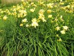 hemerocallis-double-river-wye-3