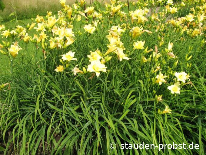 Hemerocallis 'Double River Wye' - Taglilie