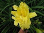 hemerocallis-double-river-wye