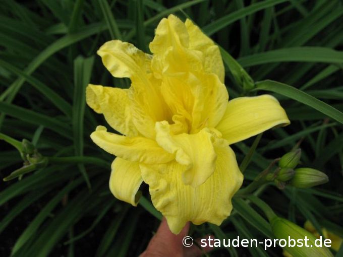 Hemerocallis 'Double River Wye' - Taglilie