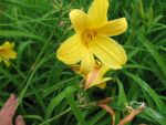 hemerocallis-dumortieri