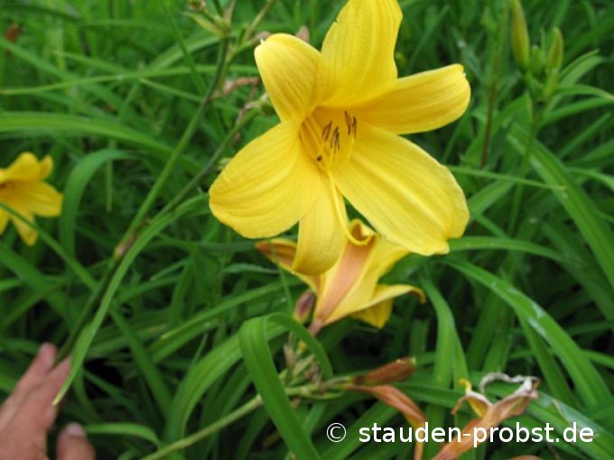 Hemerocallis dumortieri - Taglilie