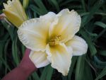 hemerocallis-fontana-di-roma