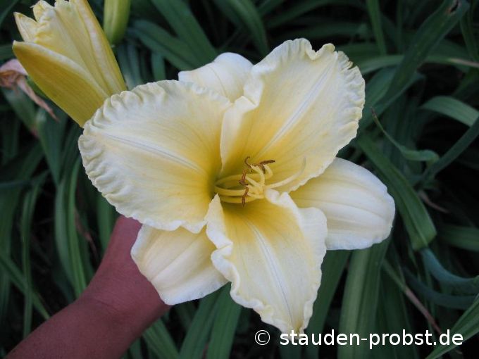 Hemerocallis 'Fontana di Roma' - Taglilie