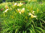 hemerocallis-frances-fay-2