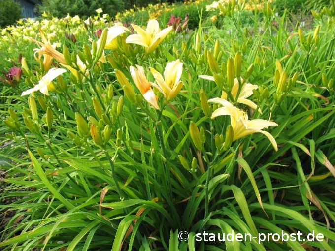 Hemerocallis 'Frances Fay' - Taglilie