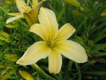 hemerocallis-frances-fay