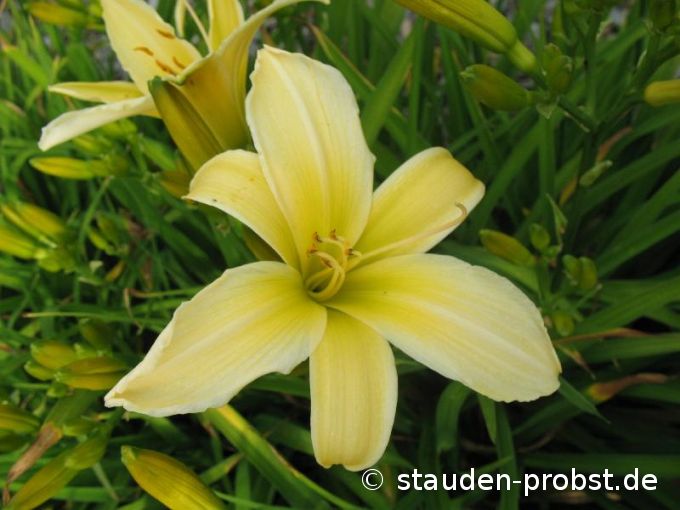 Hemerocallis 'Frances Fay' - Taglilie