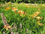 hemerocallis-frans-hals-2