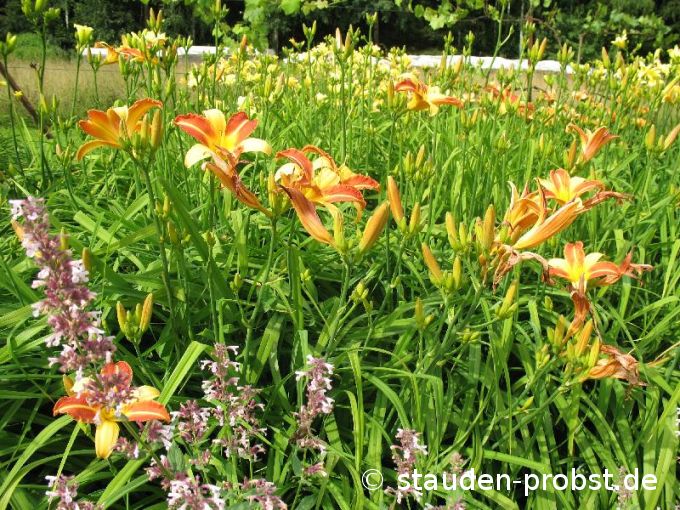 Hemerocallis 'Frans Hals' - Taglilie