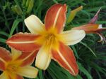 hemerocallis-frans-hals