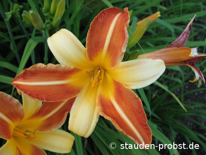 Hemerocallis 'Frans Hals' - Taglilie