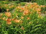 hemerocallis-fulva-2
