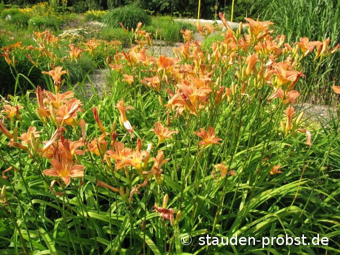 Hemerocallis fulva - Bahnwärter Taglilie