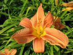 hemerocallis-fulva