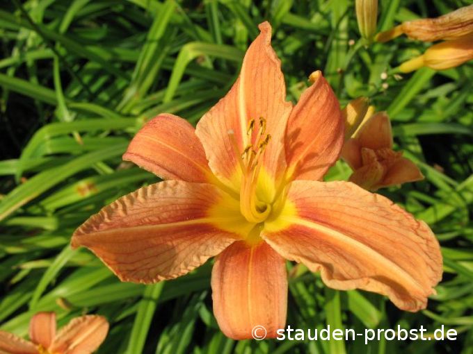 Hemerocallis fulva - Bahnwärter Taglilie