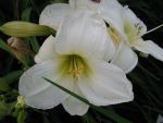 hemerocallis-gentle-shepherd