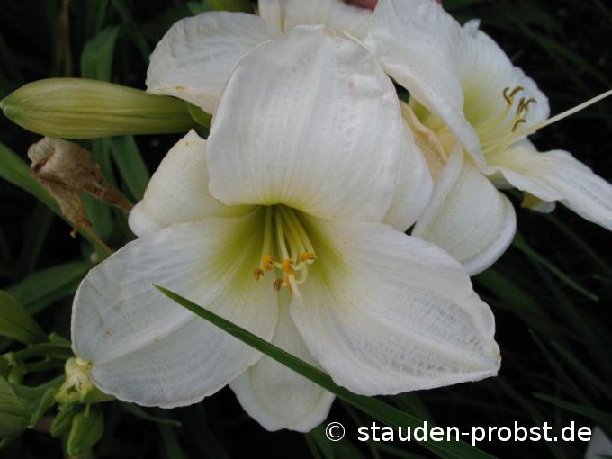 Hemerocallis 'Gentle Shepherd' - Taglilie