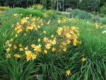 hemerocallis-golden-chimes-2