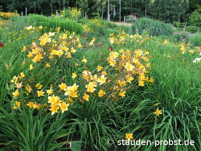 Hemerocallis 'Golden Chimes' - Taglilie