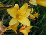 hemerocallis-golden-chimes