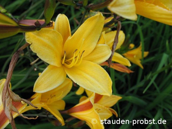 Hemerocallis 'Golden Chimes' - Taglilie