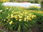 hemerocallis-happy-returns-2