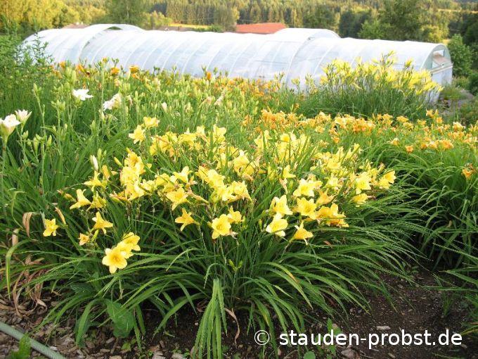 Hemerocallis 'Happy Returns' - Taglilie