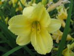 hemerocallis-happy-returns
