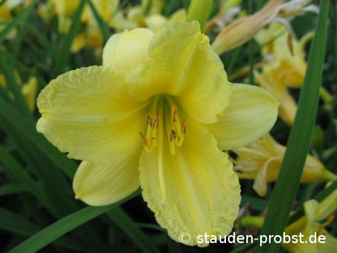 Hemerocallis 'Happy Returns' - Taglilie