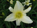 hemerocallis-ice-carnival