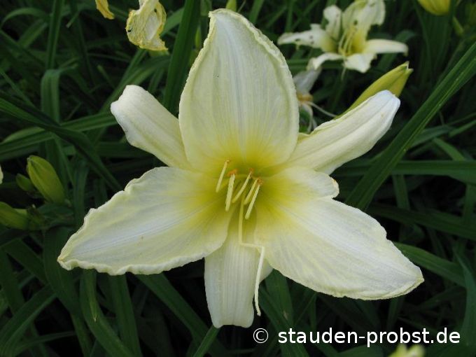 Hemerocallis 'Ice Carnival' - Taglilie