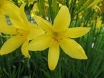 hemerocallis-lilioasphodelus-3